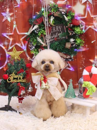 20231230マロンちゃん